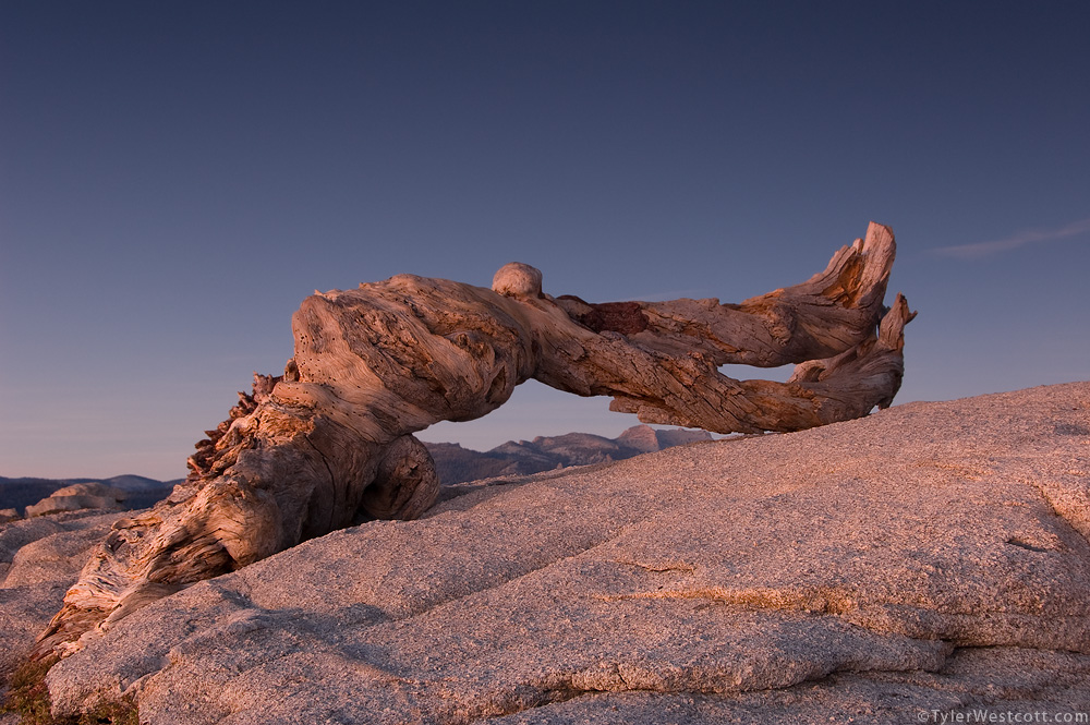 Jeffrey Pine at Dusk, Yosemite National Park, California