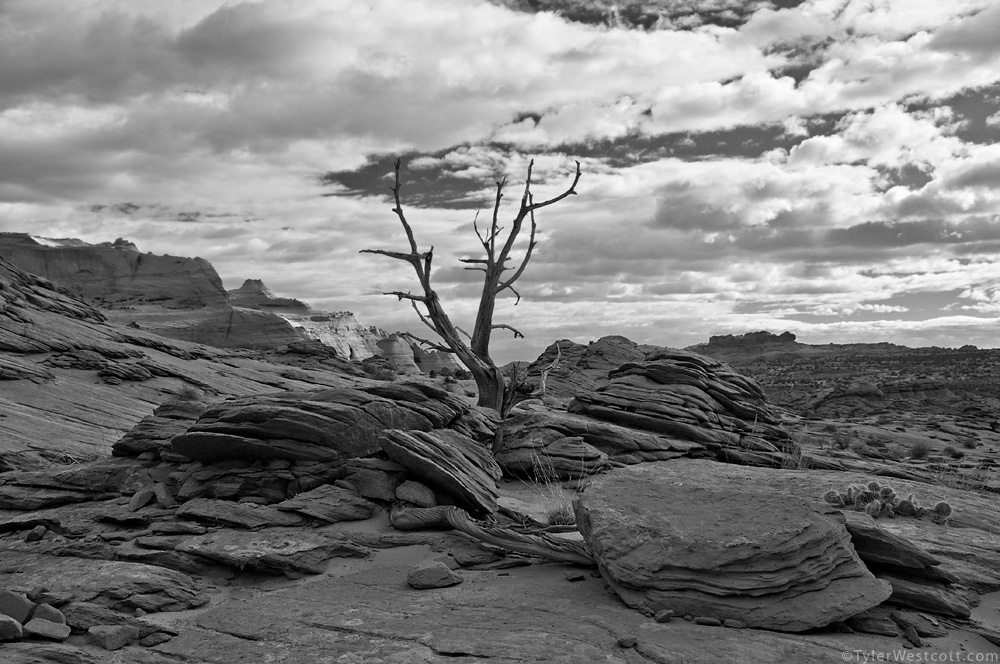 Lone Tree, Coyote Buttes North, Utah (Black and White)