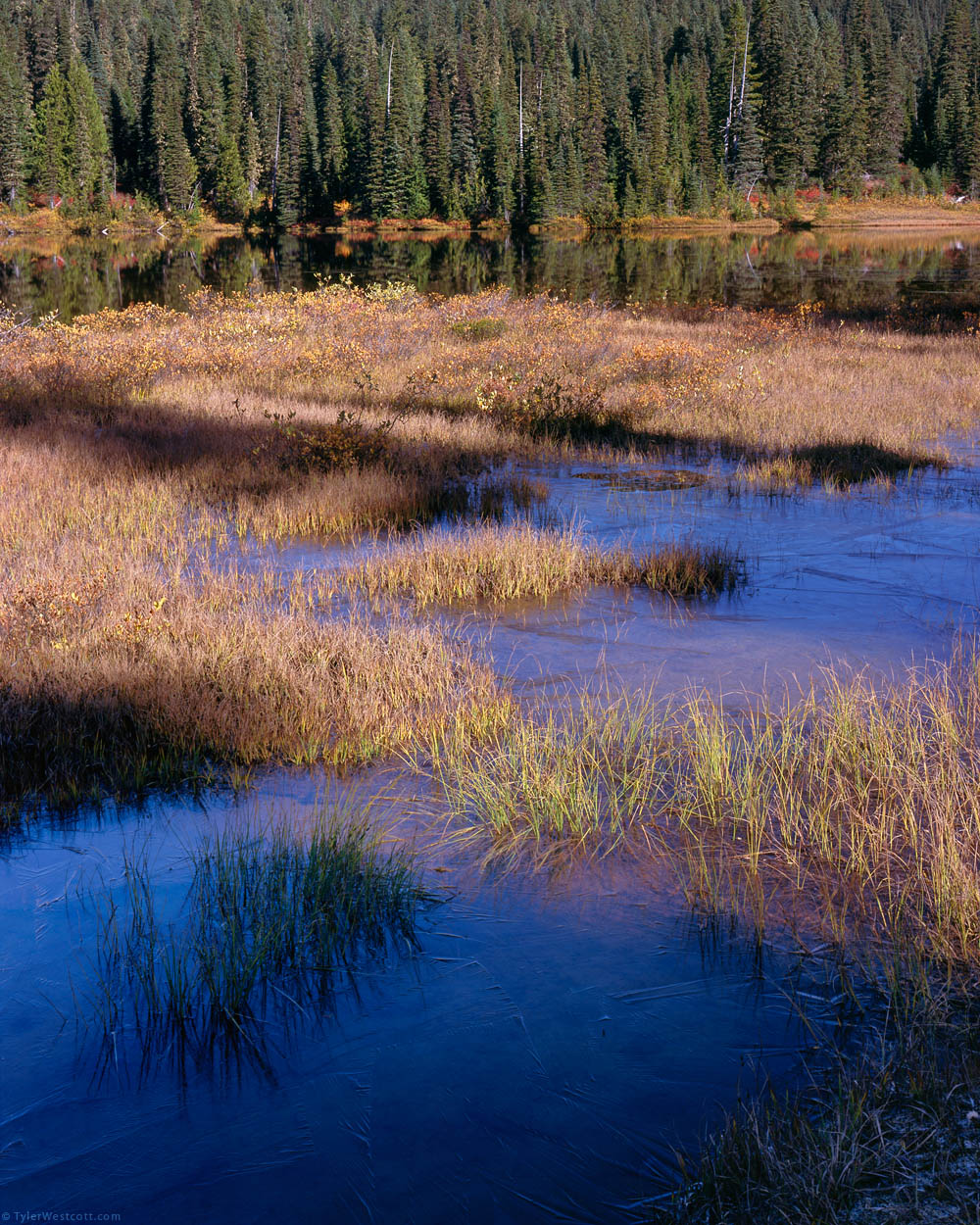 Ice and Grass, Reflection Lake, Mount Rainier National Park