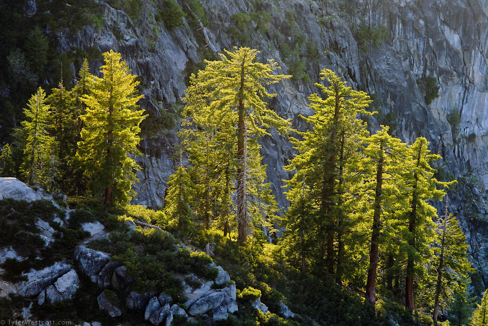 Backlit Trees, Glacier Point, Yosemite National Park