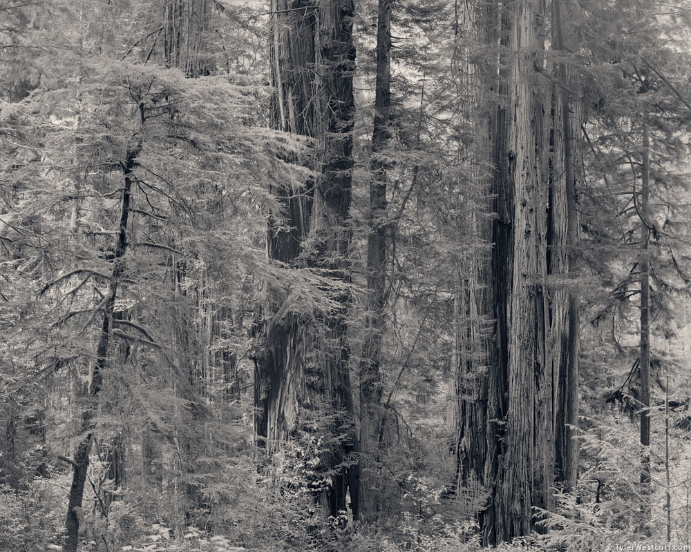 James Irvine Trail, Redwoods National and State Parks
