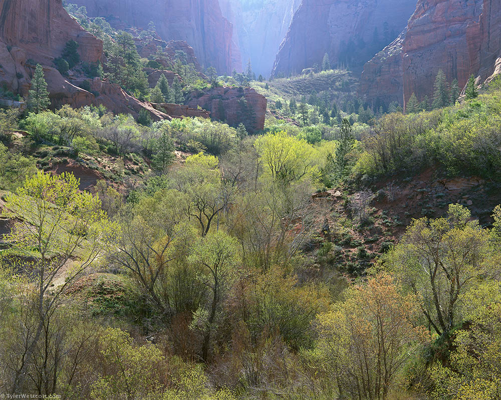Early Morning, Taylor Creek Canyon, Zion National Park