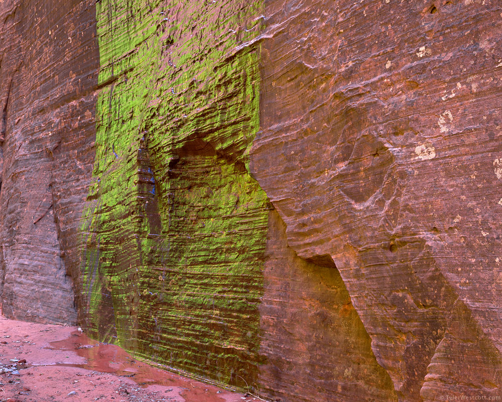 Green Wall, Taylor Creek Canyon, Zion National Park