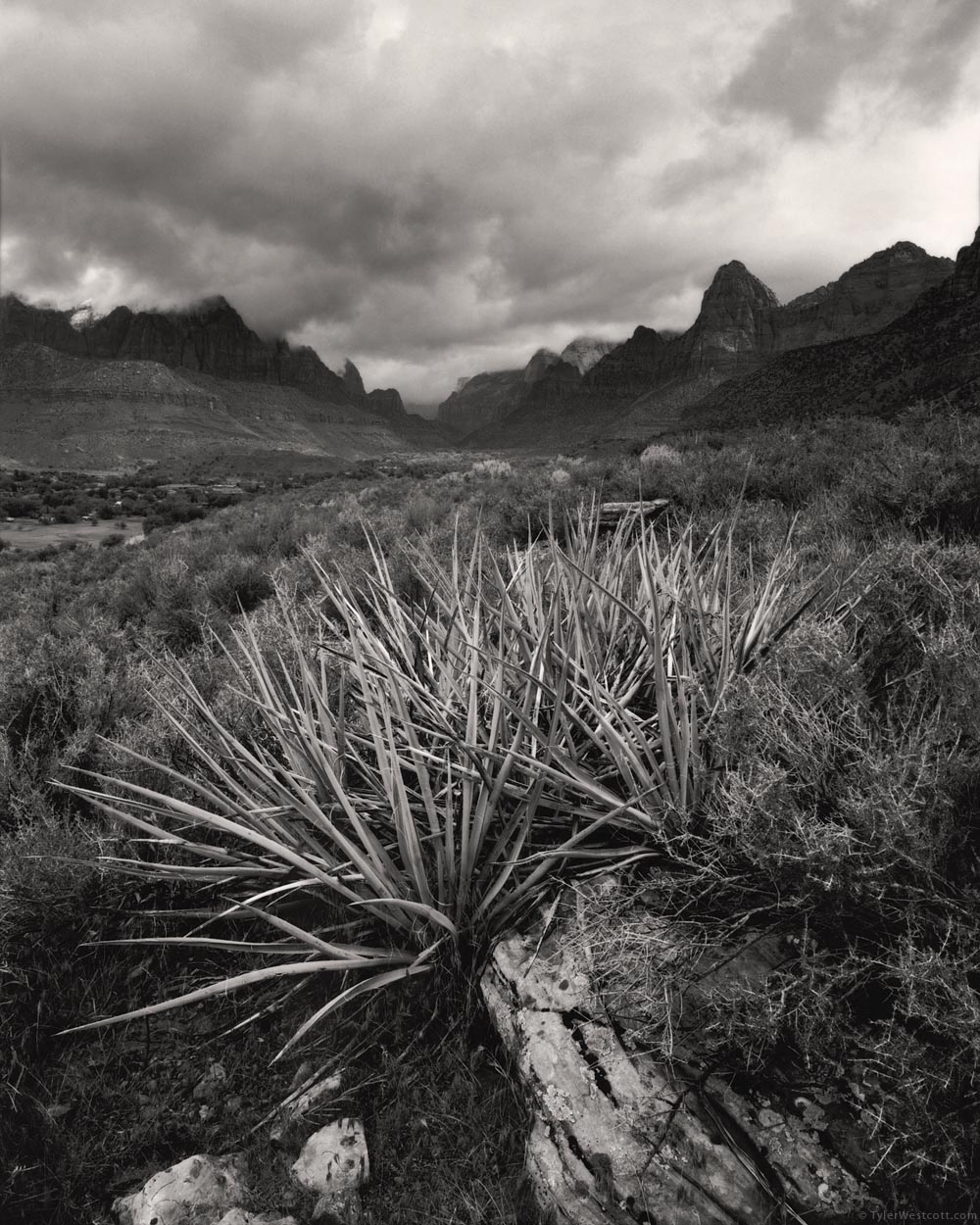 Yucca and Zion Canyon, Zion National Park