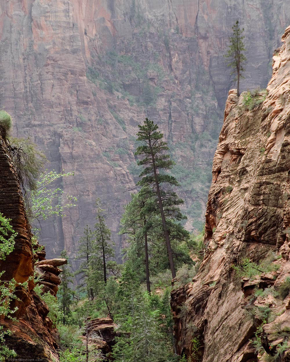 Pines, West Rim Trail, Zion National Park