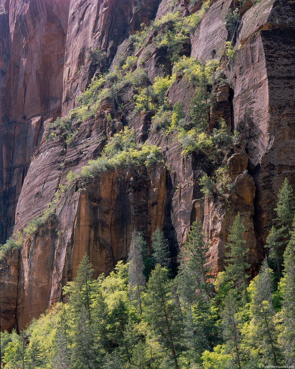 Tree-Covered Cliffs, Lady Mountain, Zion National Park