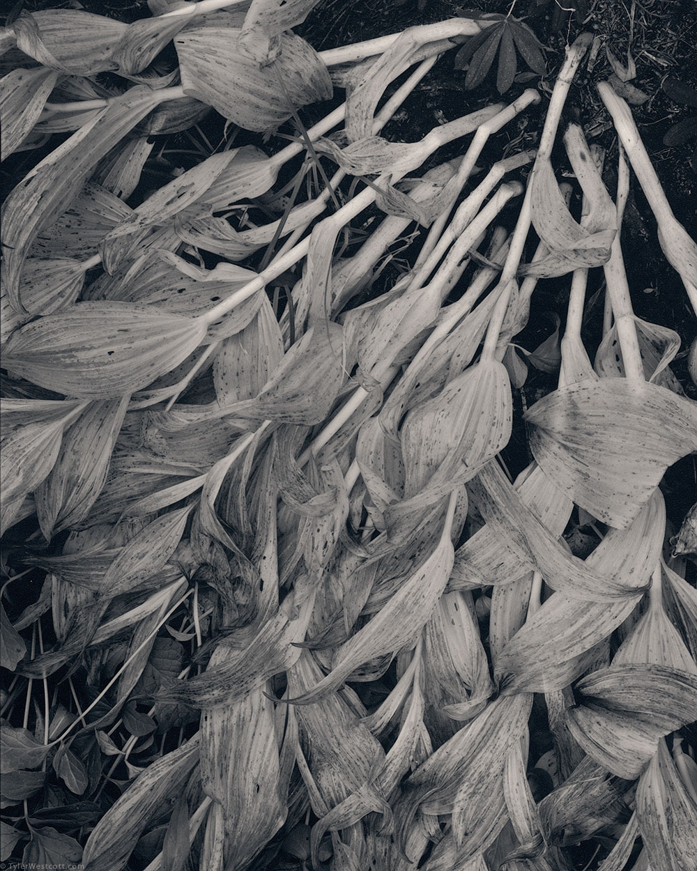 Corn Lilies, Autumn, Mount Rainier National Park