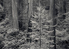Redwoods, Jedediah Smith Redwoods State Park, California