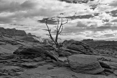 Lone Tree, Coyote Buttes North, Utah