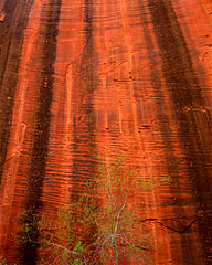 Leafing Tree, Kolob Canyons, Zion National Park